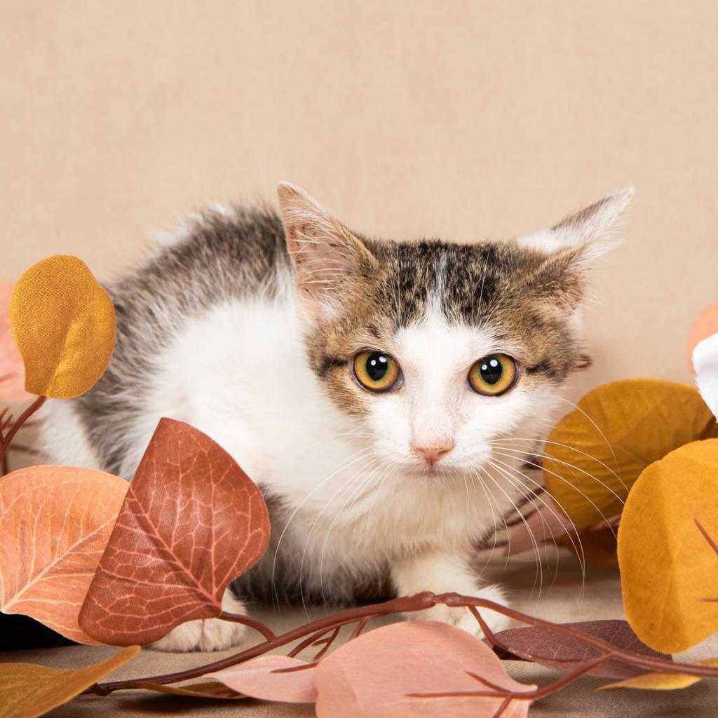 Rumi, an adoptable Domestic Short Hair in Hackett, AR, 72937 | Photo Image 3