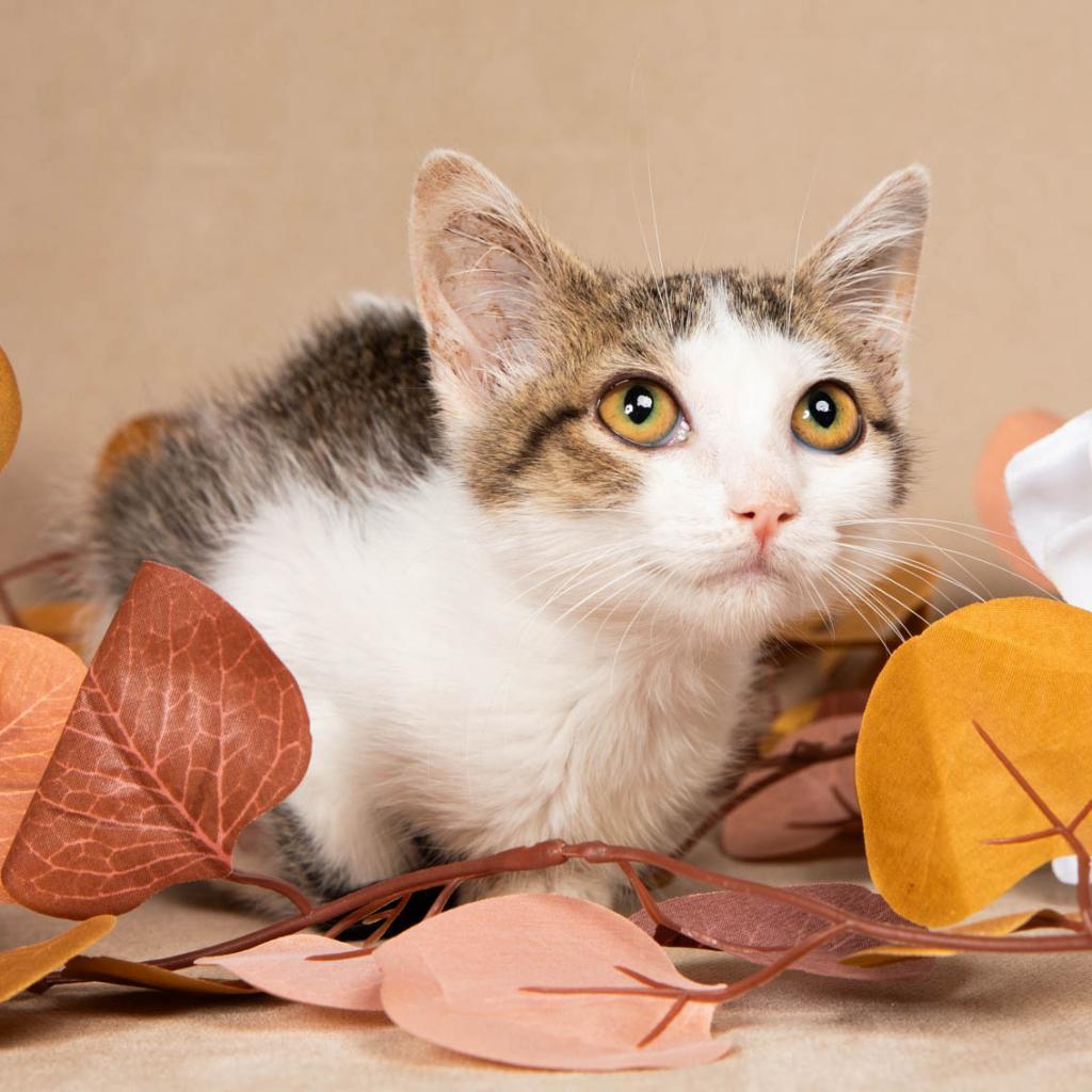 Rumi, an adoptable Domestic Short Hair in Hackett, AR, 72937 | Photo Image 4