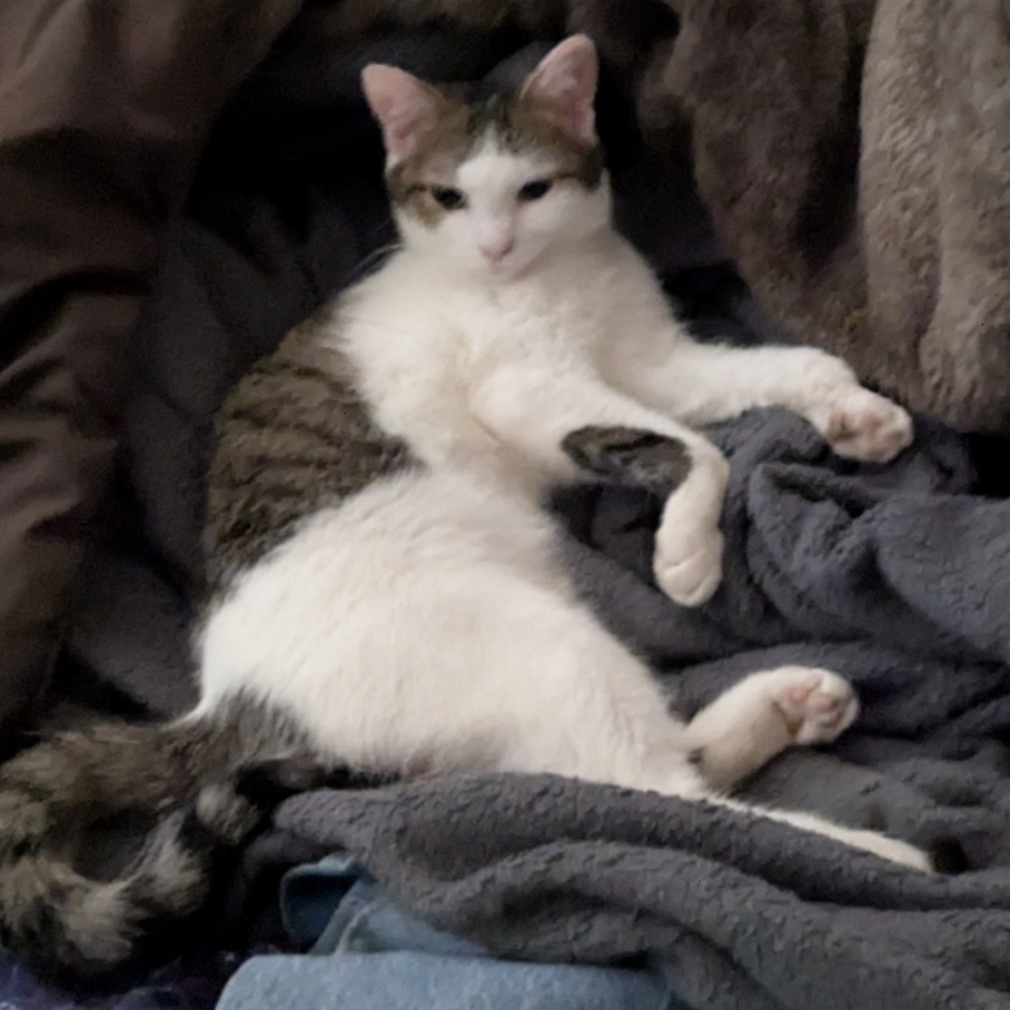 Rumi, an adoptable Domestic Short Hair in Hackett, AR, 72937 | Photo Image 5