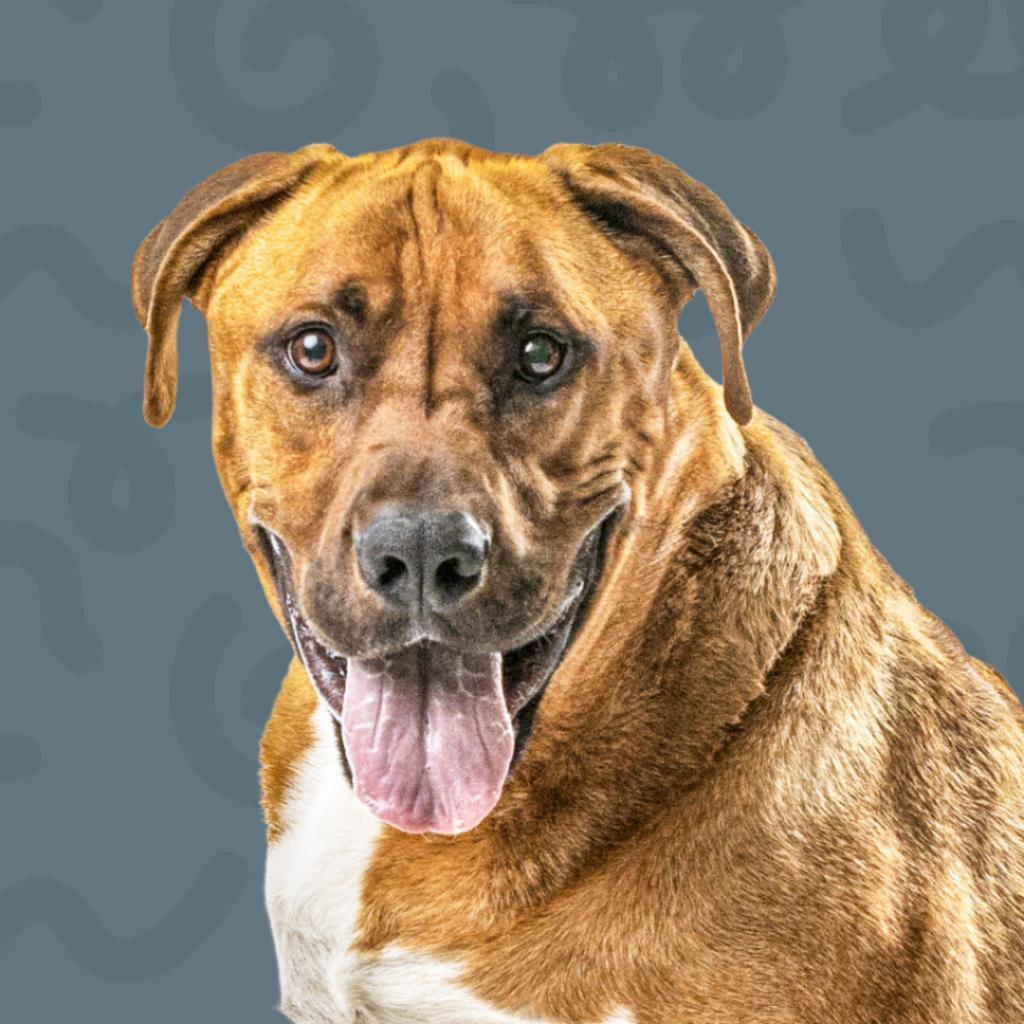 George, an adoptable Mastiff in Reno, NV, 89502 | Photo Image 1