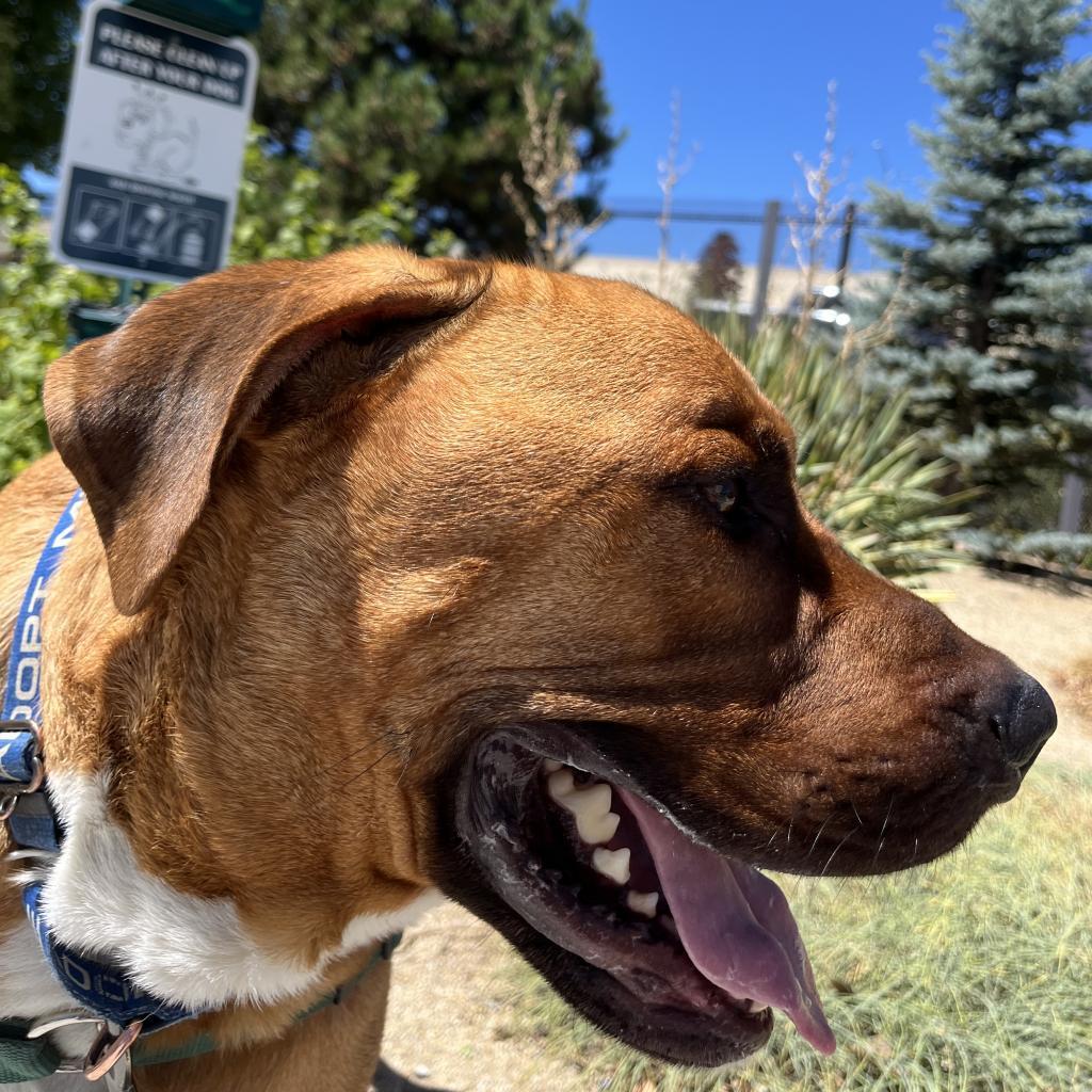 George, an adoptable Mastiff in Reno, NV, 89502 | Photo Image 2