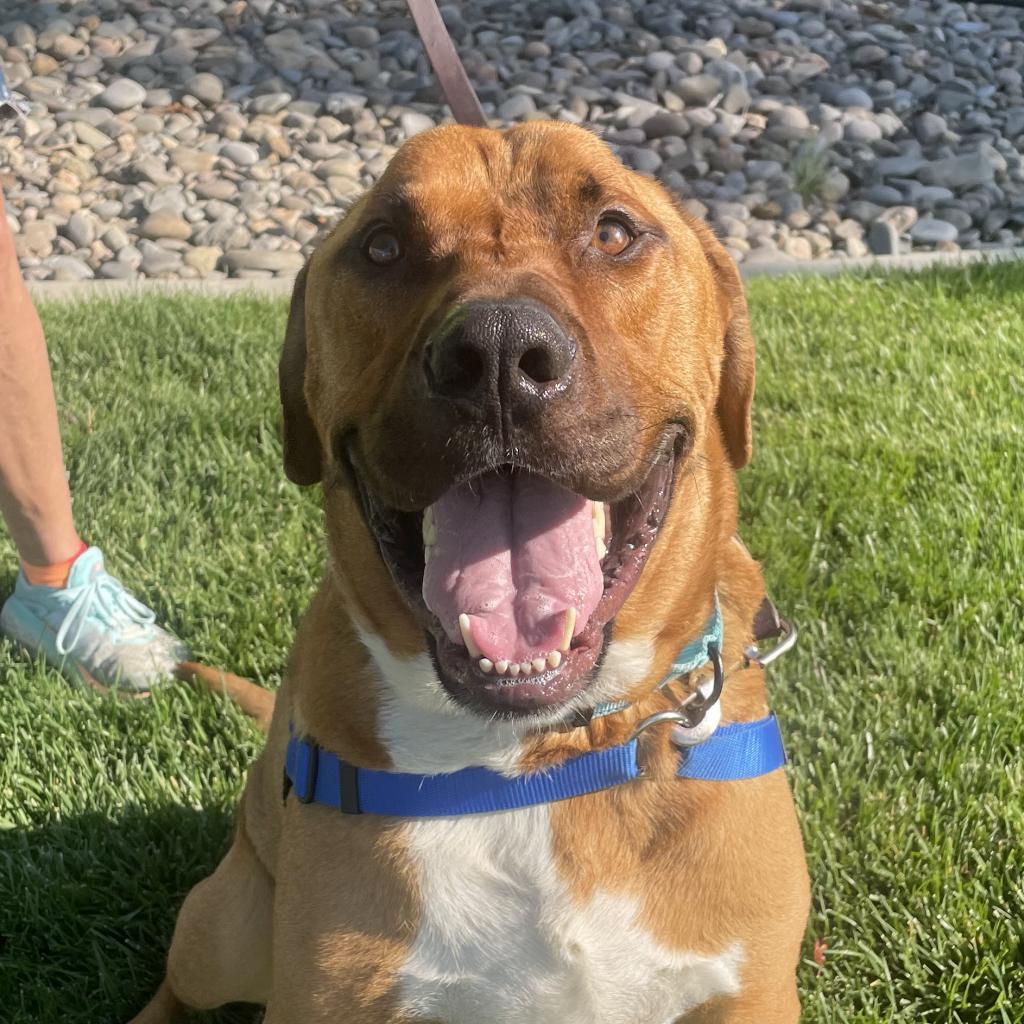 George, an adoptable Mastiff in Reno, NV, 89502 | Photo Image 4