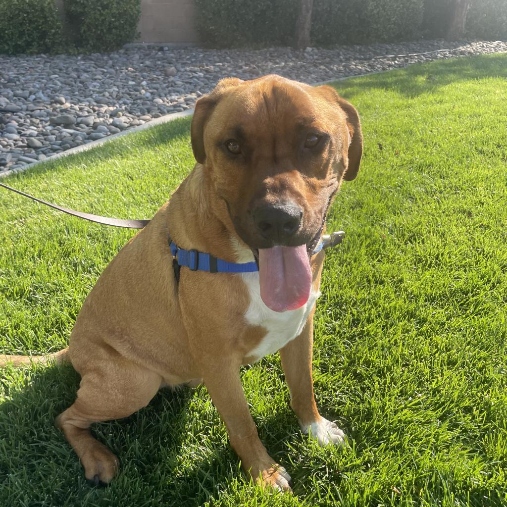 George, an adoptable Mastiff in Reno, NV, 89502 | Photo Image 5
