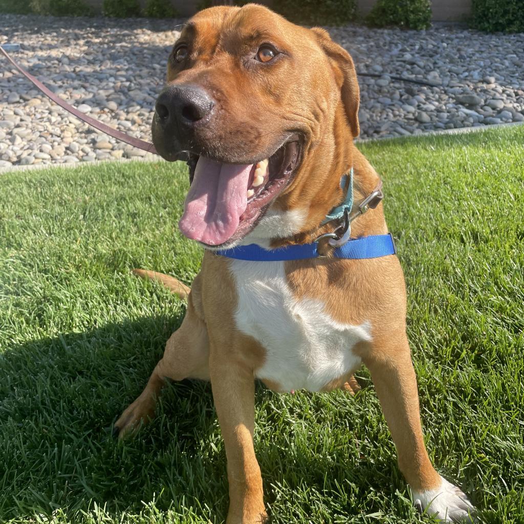 George, an adoptable Mastiff in Reno, NV, 89502 | Photo Image 6