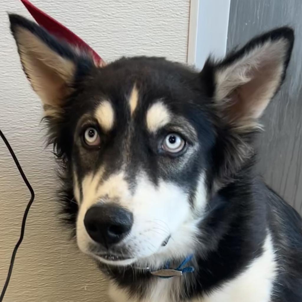 River, an adoptable Mixed Breed in Las Cruces, NM, 88012 | Photo Image 1