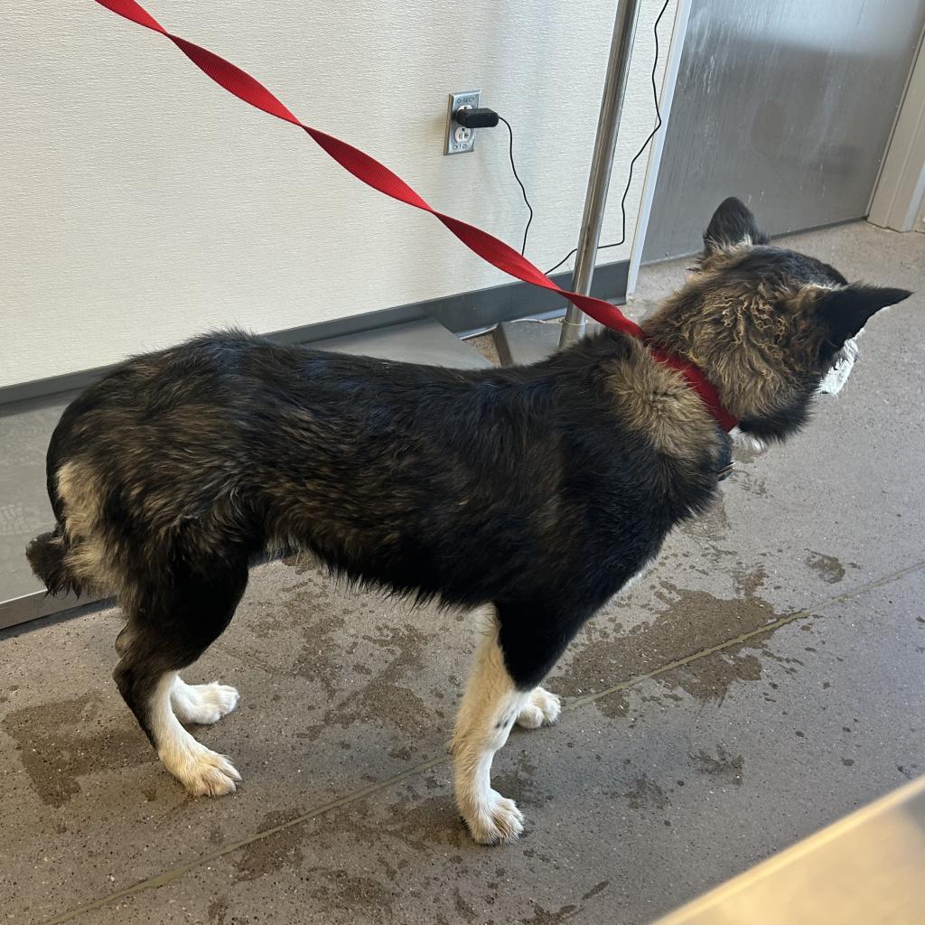 River, an adoptable Mixed Breed in Las Cruces, NM, 88012 | Photo Image 2