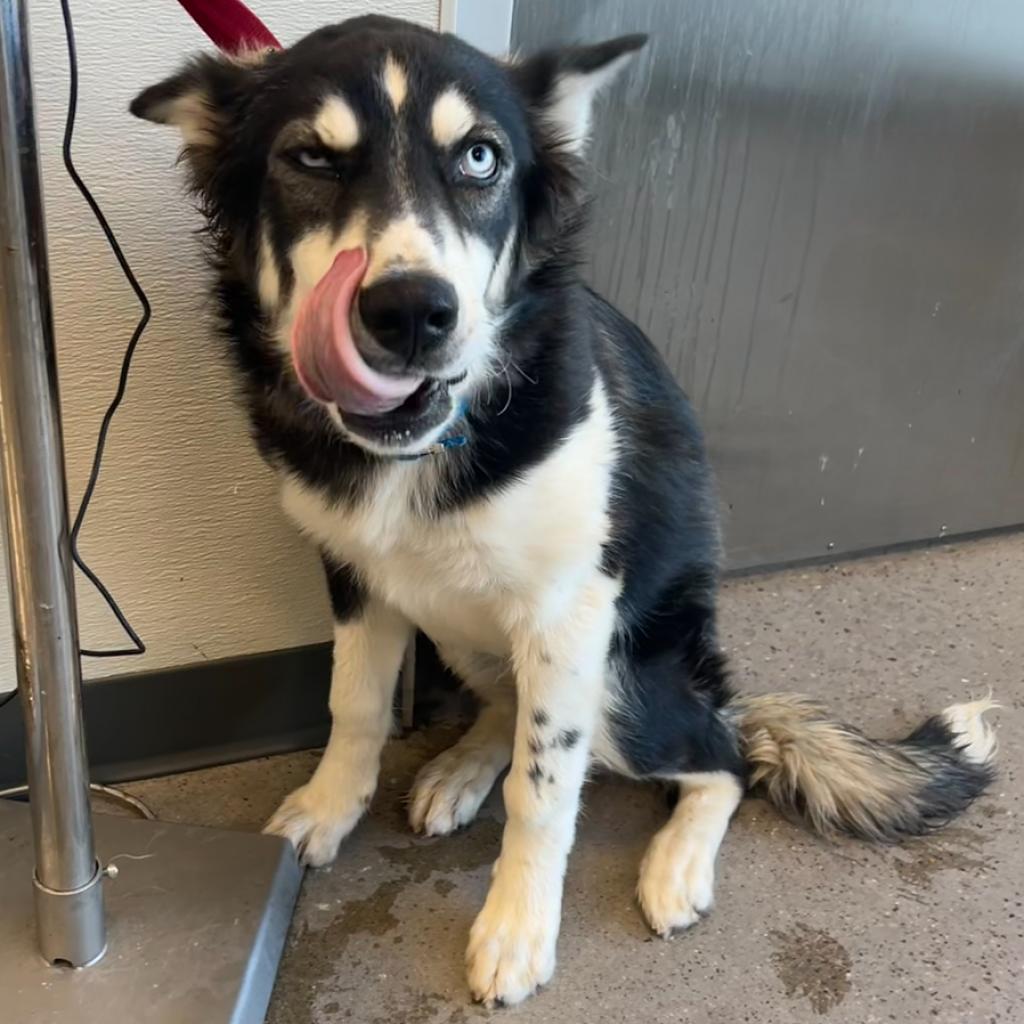 River, an adoptable Mixed Breed in Las Cruces, NM, 88012 | Photo Image 3