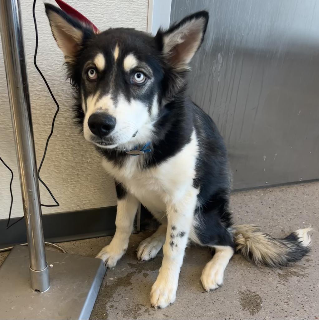 River, an adoptable Mixed Breed in Las Cruces, NM, 88012 | Photo Image 5