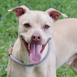 Hi my name is Trooper I was found at a park I am a handsome playful pup I love playing