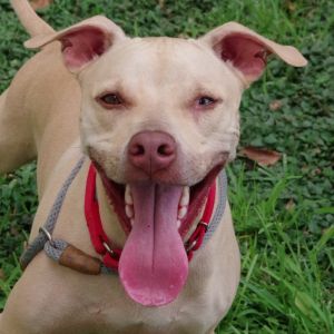 Hi my name is Trooper I was found by myself at a park I am a handsome playful pup I