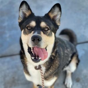 Ranger, Adult Male Husky