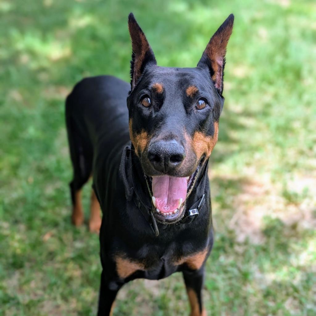 7823 Attila- I'm a SSNAP Dog
