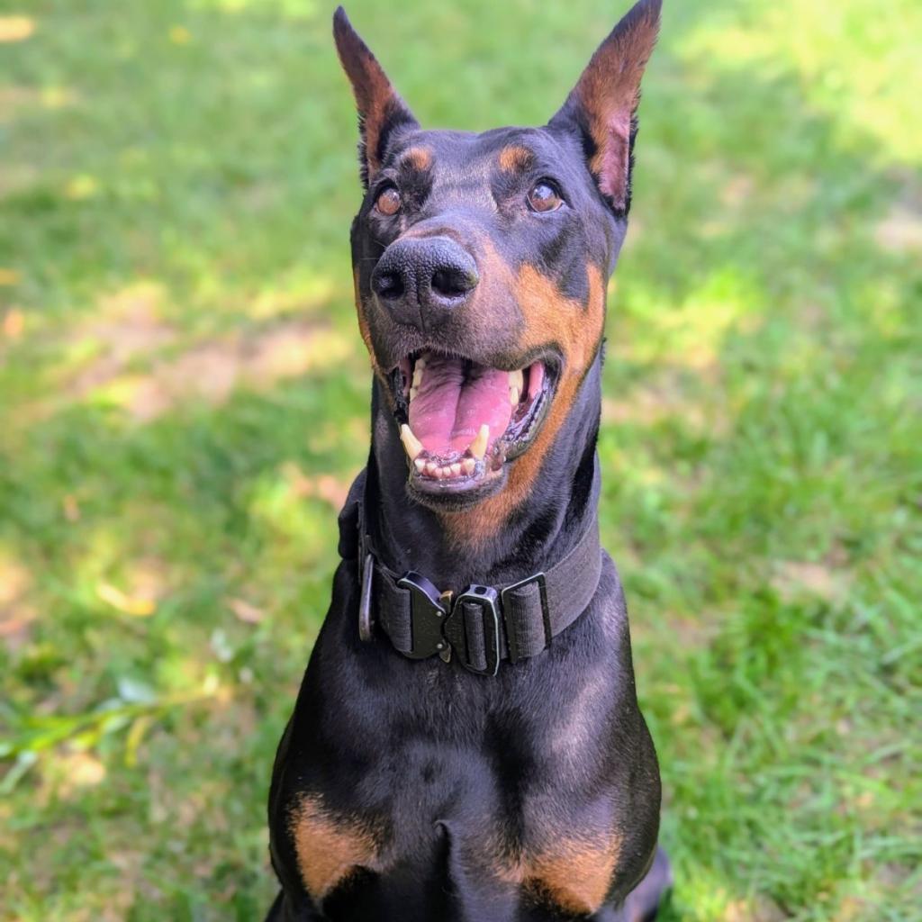 7823 Attila- I'm a SSNAP Dog