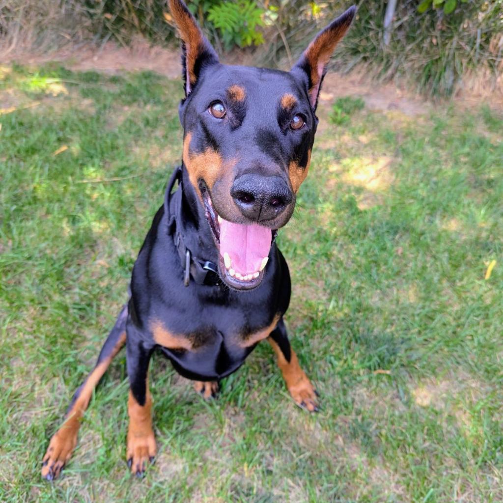 7823 Attila- I'm a SSNAP Dog