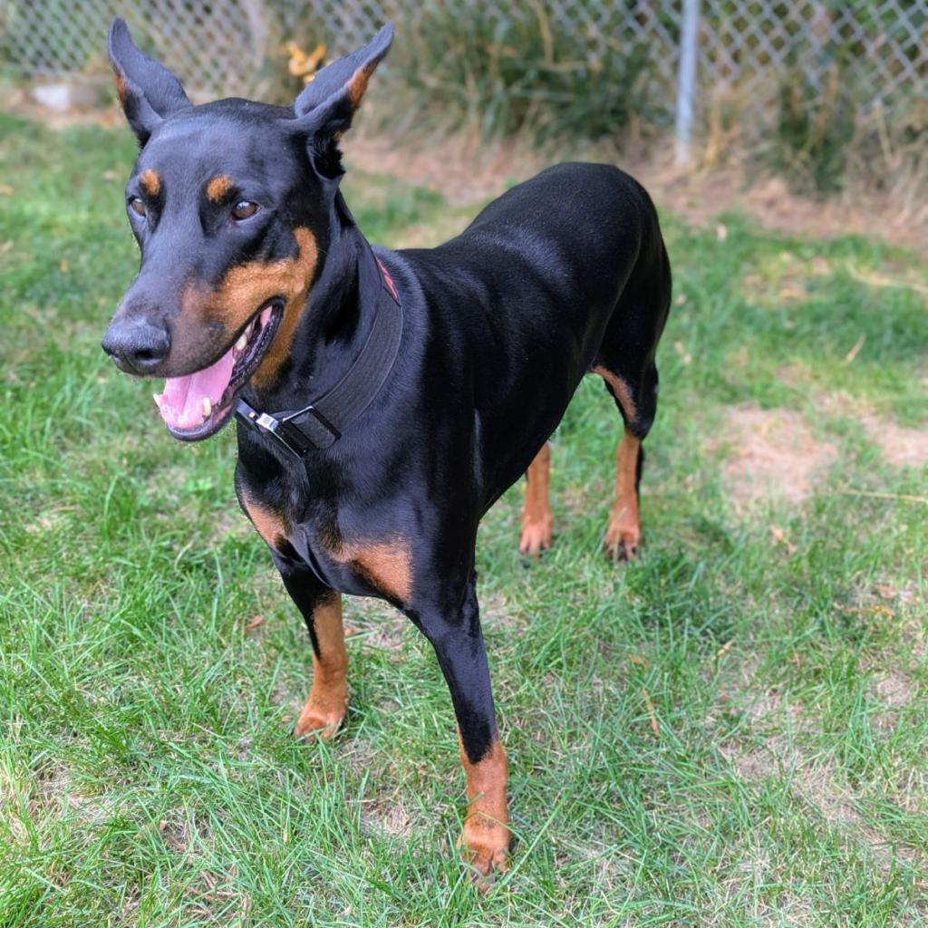 7823 Attila- I'm a SSNAP Dog