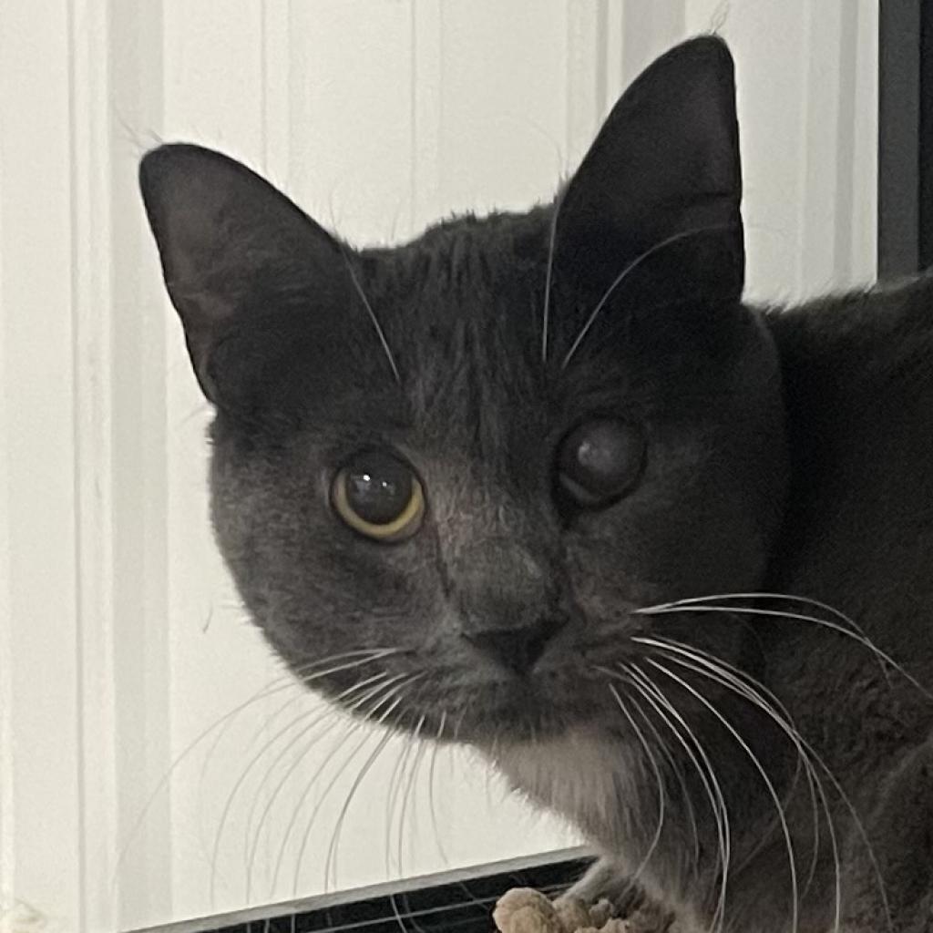 Cinderella, an adoptable Domestic Short Hair in Sheridan, WY, 82801 | Photo Image 1