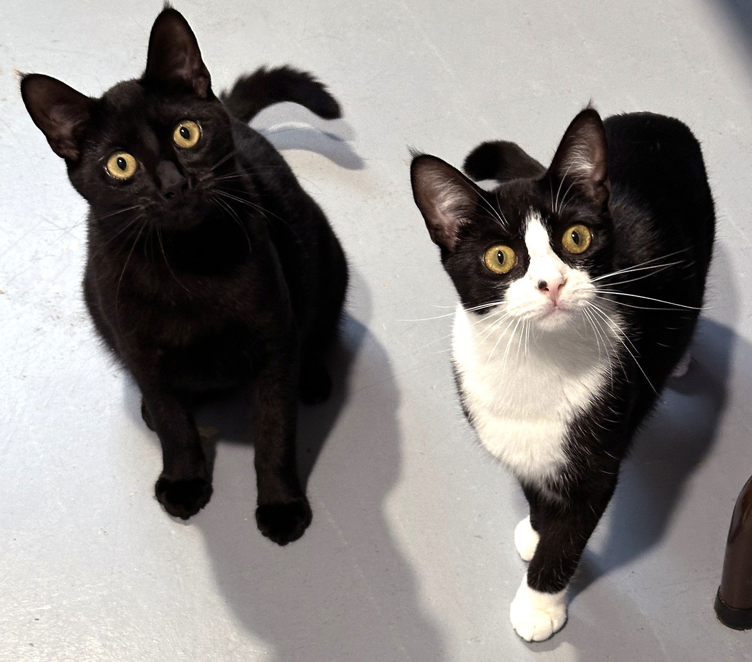 Freedom, an adoptable Domestic Short Hair, Tuxedo in Springfield, OR, 97475 | Photo Image 1