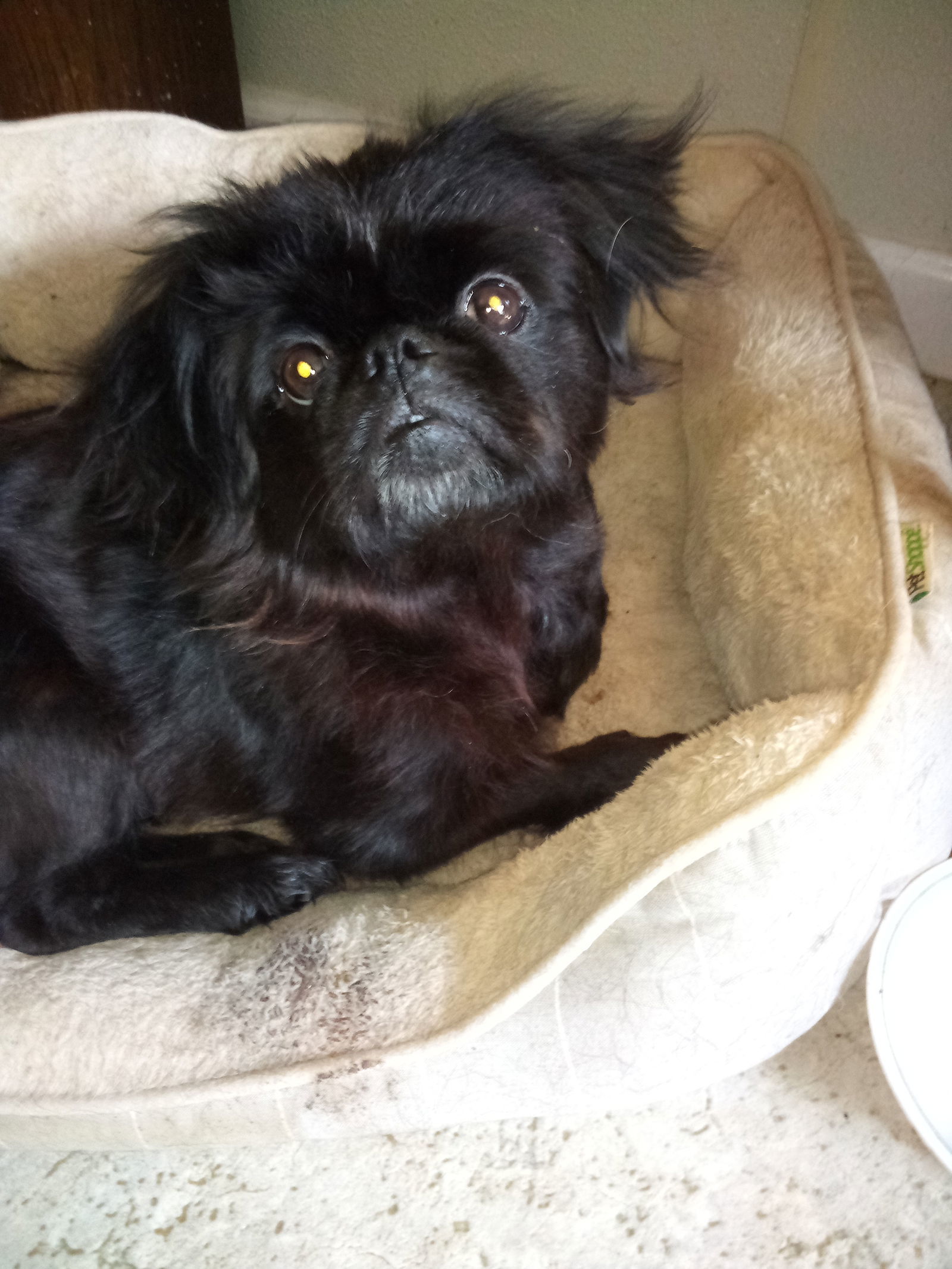 ViVi, an adoptable Pekingese in Oakdale, TN, 37829 | Photo Image 2