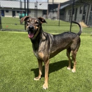 Mauda 0104, Adult Female Mixed Breed