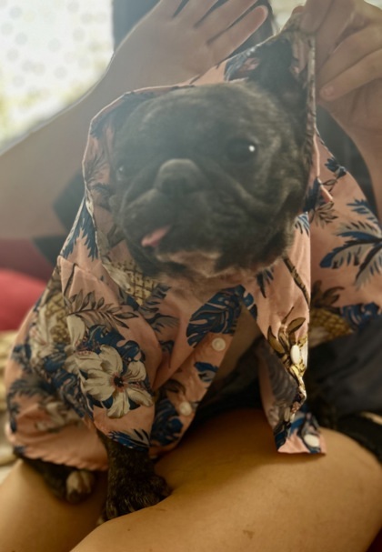 Frenchie 3