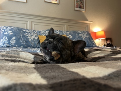 Frenchie 5