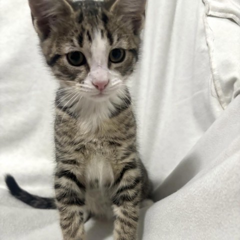 Arlo, an adoptable Domestic Short Hair in Kenai, AK, 99611 | Photo Image 1