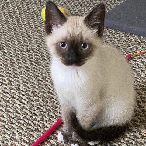 Teco, an adoptable Siamese, Snowshoe in Kenai, AK, 99611 | Photo Image 1