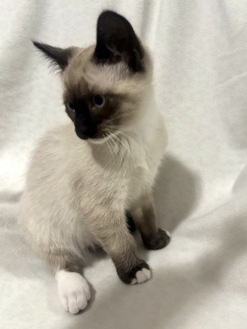 Teco, an adoptable Siamese, Snowshoe in Kenai, AK, 99611 | Photo Image 2