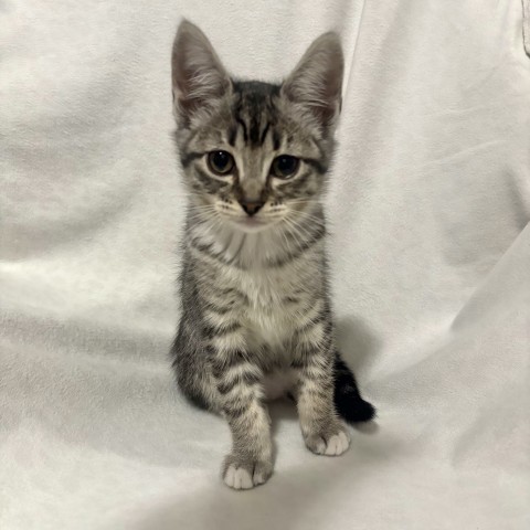 Pookie, an adoptable Domestic Medium Hair in Kenai, AK, 99611 | Photo Image 1