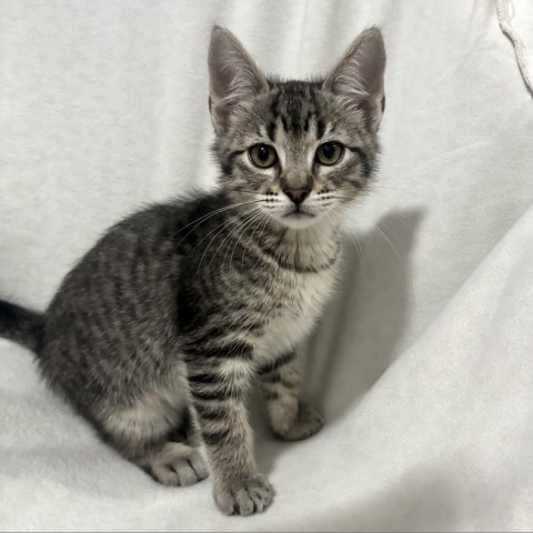 Navy, an adoptable Domestic Medium Hair in Kenai, AK, 99611 | Photo Image 1