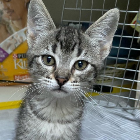 Navy, an adoptable Domestic Medium Hair in Kenai, AK, 99611 | Photo Image 2