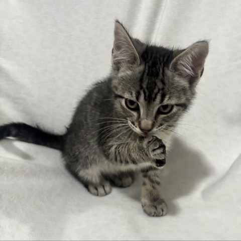 Navy, an adoptable Domestic Medium Hair in Kenai, AK, 99611 | Photo Image 3