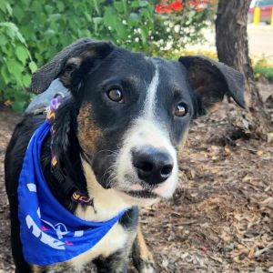 Doc JuM, Adult Male Plott Hound