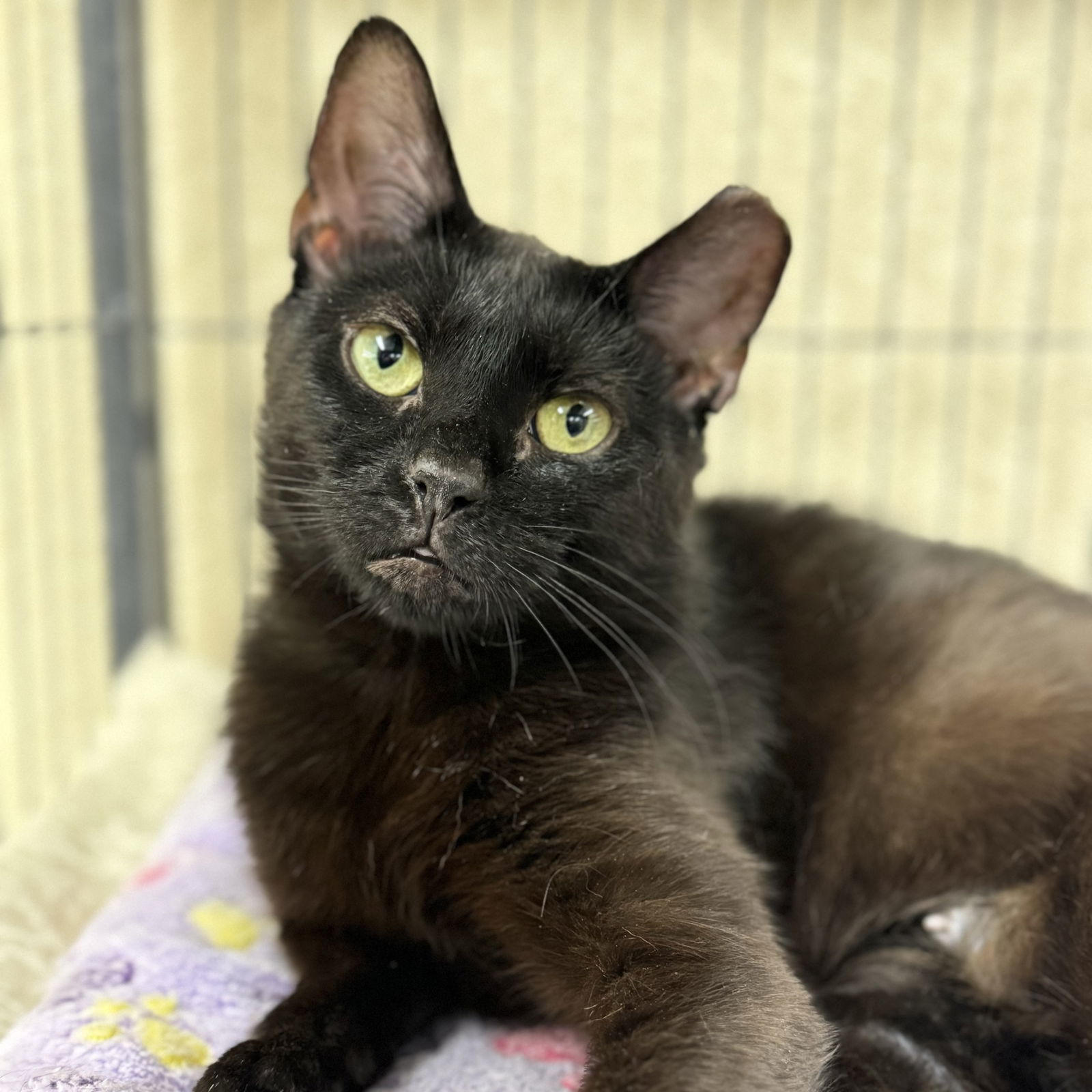 Sparky, an adoptable Domestic Short Hair in Winchendon, MA, 01475 | Photo Image 1