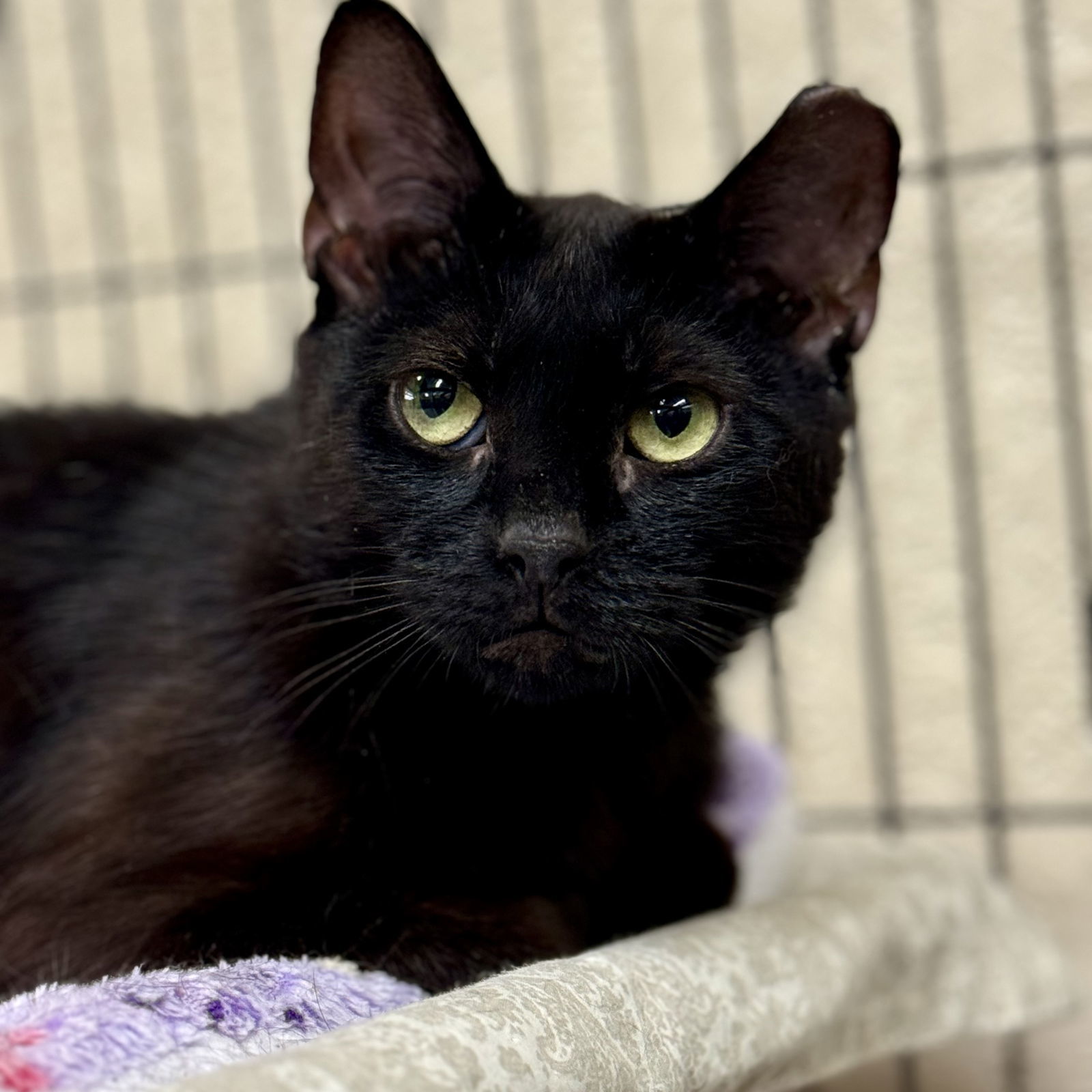 Sparky, an adoptable Domestic Short Hair in Winchendon, MA, 01475 | Photo Image 2