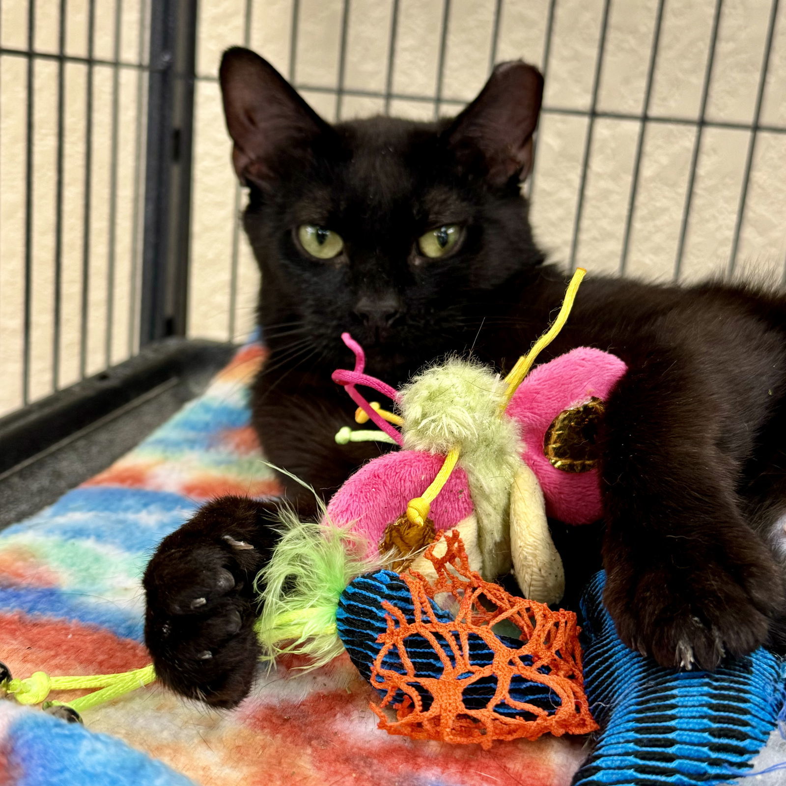 Sparky, an adoptable Domestic Short Hair in Winchendon, MA, 01475 | Photo Image 3