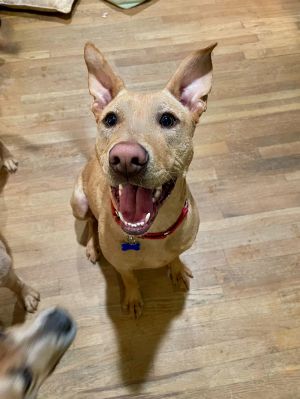 Bob Barker is a big bundle of joy eager to find his forever home This smart h