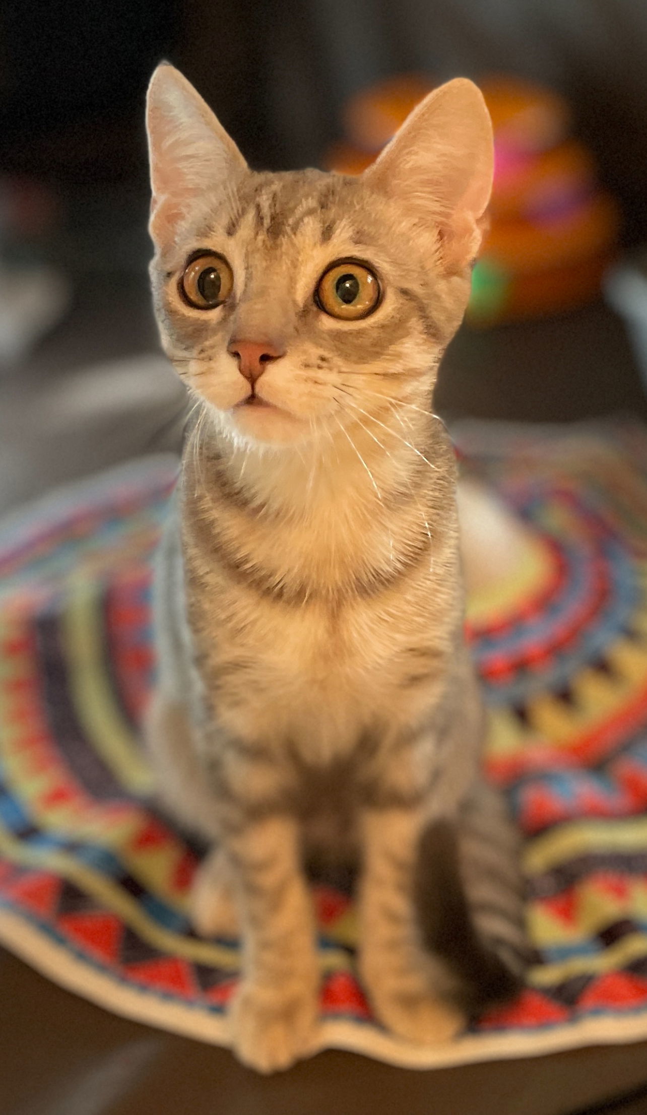 Madison, an adoptable Chartreux, British Shorthair in Walnut Creek, CA, 94596 | Photo Image 2