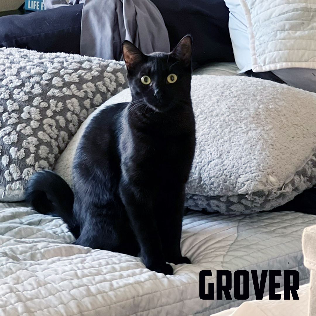 Grover, an adoptable American Shorthair in Glendale, AZ, 85308 | Photo Image 1