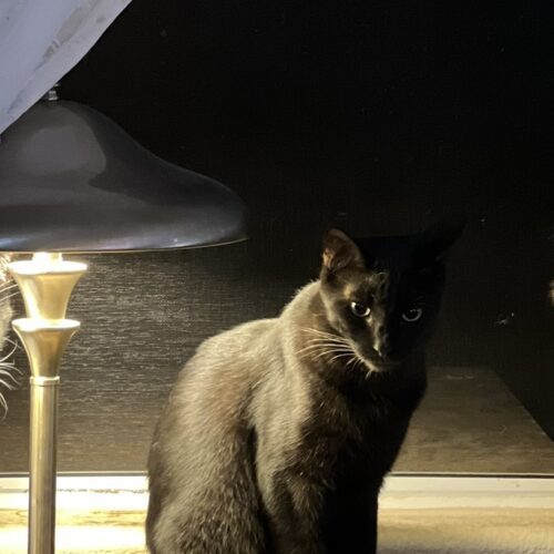 Grover, an adoptable American Shorthair in Glendale, AZ, 85308 | Photo Image 2