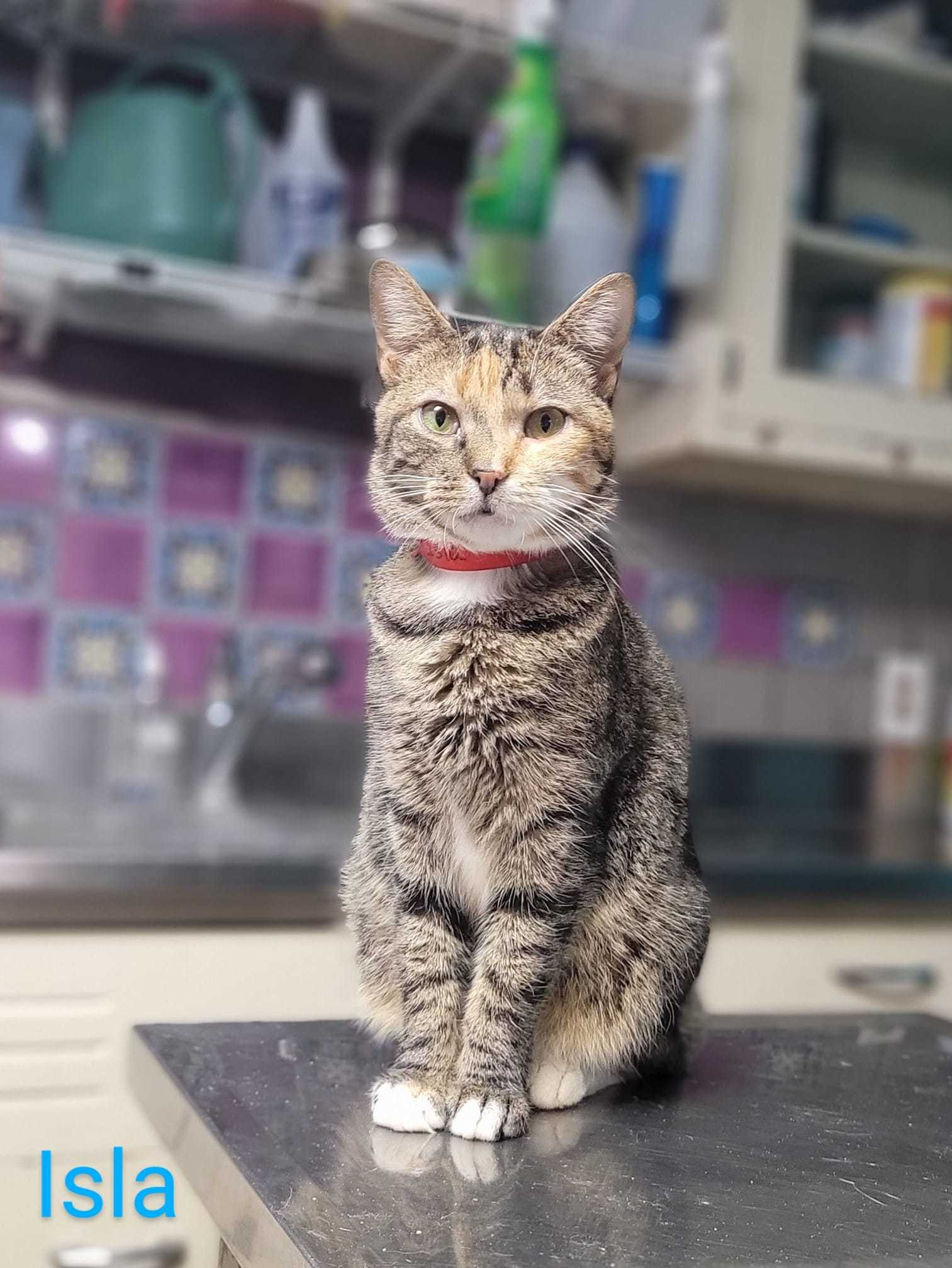 Isla