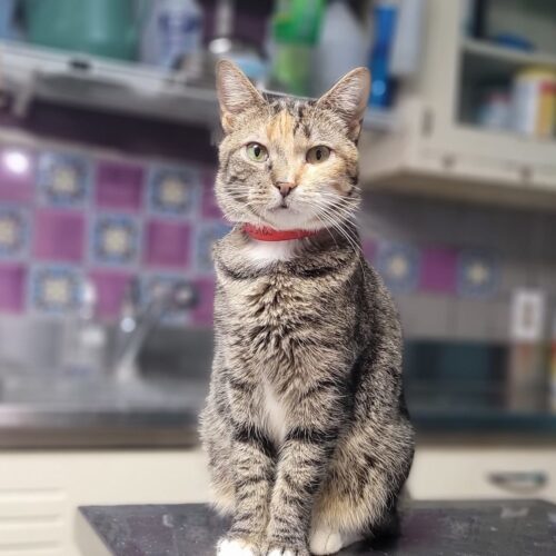 Isla