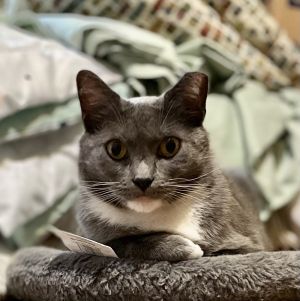 Grey Cat Russian Blue Cat