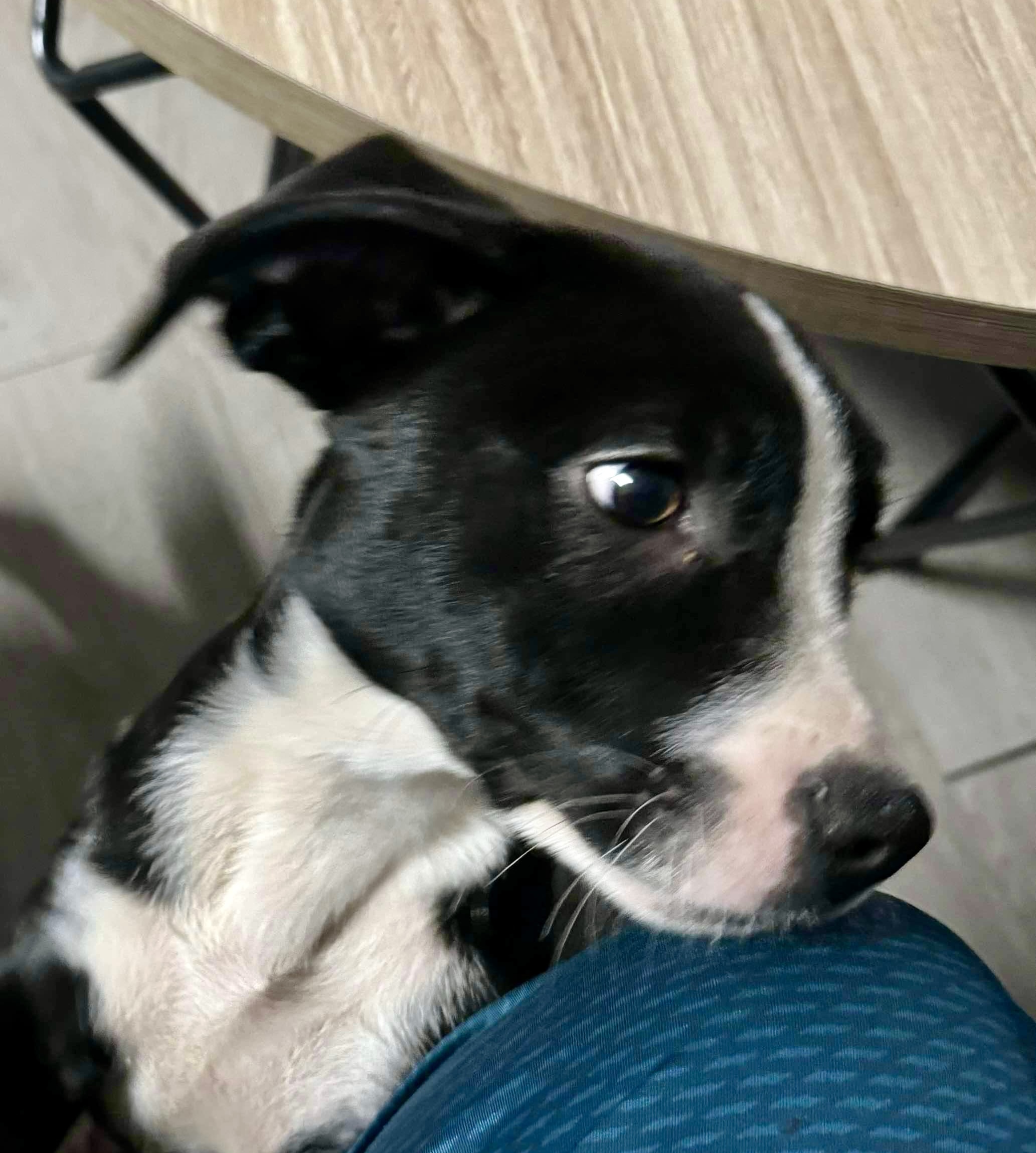 Dog for adoption Oreo, a Black Labrador Retriever & Labrador