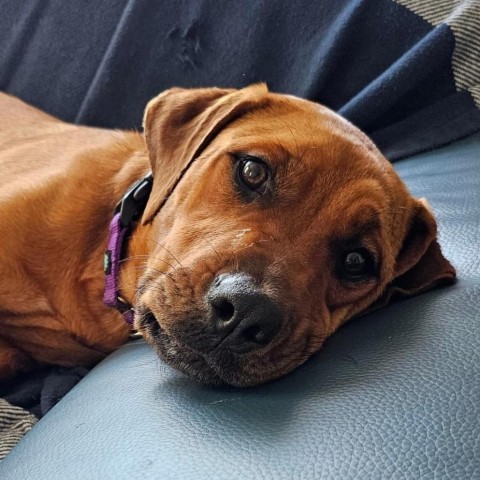 Brie, an adoptable Rhodesian Ridgeback, Mixed Breed in Wadena, MN, 56482 | Photo Image 1