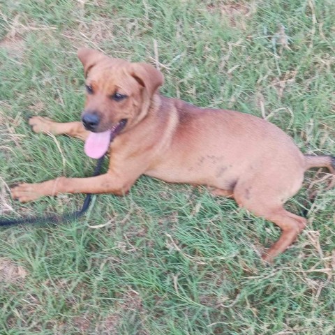 Brie, an adoptable Rhodesian Ridgeback, Mixed Breed in Wadena, MN, 56482 | Photo Image 2