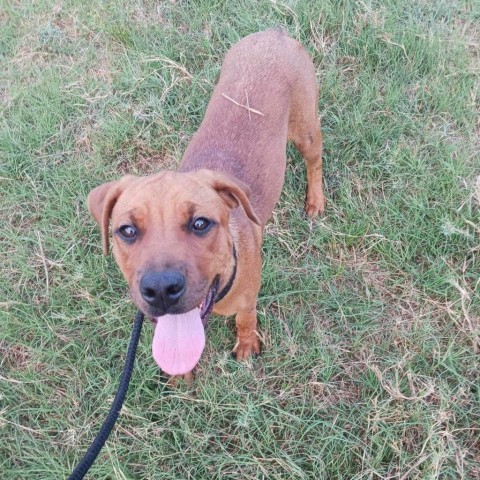 Brie, an adoptable Rhodesian Ridgeback, Mixed Breed in Wadena, MN, 56482 | Photo Image 3