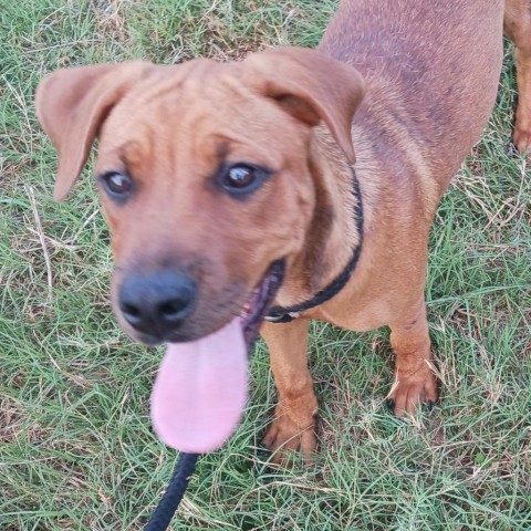 Brie, an adoptable Rhodesian Ridgeback, Mixed Breed in Wadena, MN, 56482 | Photo Image 4