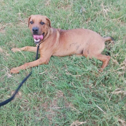 Brie, an adoptable Rhodesian Ridgeback, Mixed Breed in Wadena, MN, 56482 | Photo Image 5