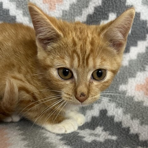 Tabasco, an adoptable Domestic Short Hair in Wadena, MN, 56482 | Photo Image 1